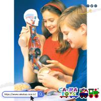 CK-368510 Büyük İnsan Vücudu Maketi 50cm