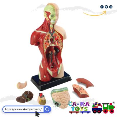 CK-368520 İnsan Vücudu Maketi 27 cm