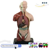CK-368520 İnsan Vücudu Maketi 27 cm