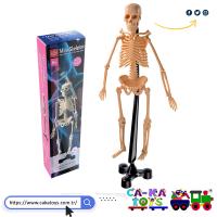 CK-368530 İskelet Maketi 46 cm