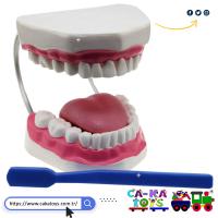 CK-368540 Büyük Diş Maketi