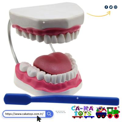 CK-368540 Büyük Diş Maketi
