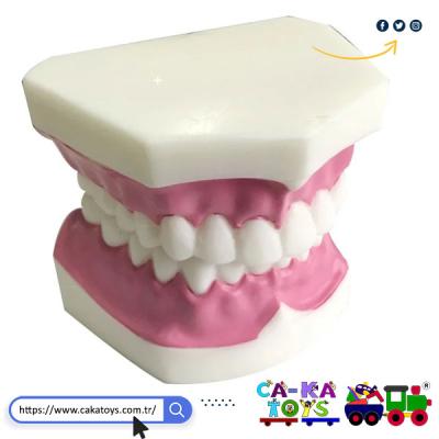 CK-368550 Diş Maketi
