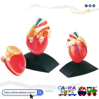 CK-368560 Kalp Modeli