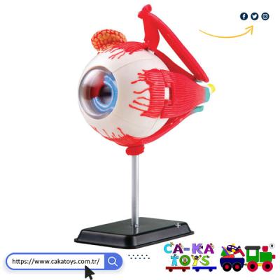 CK-368570 Göz Modeli