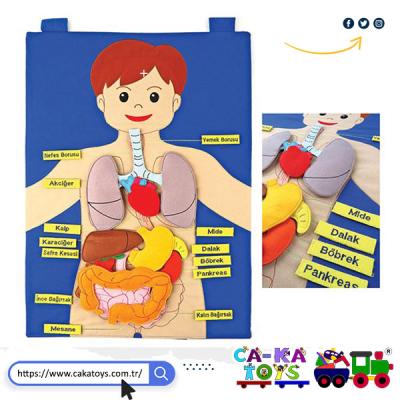 CK-550060 Cırtlı Kumaş Vücudumuz Pano